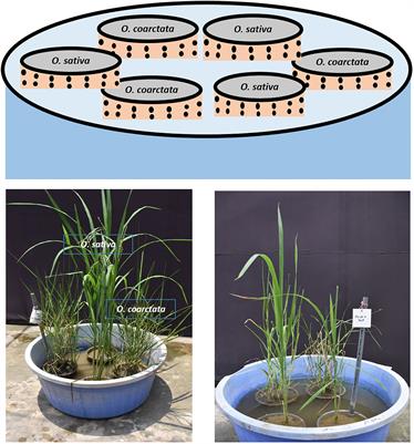 Paired growth of cultivated and halophytic wild rice under salt stress induces bacterial endophytes and gene expression responses